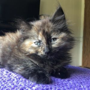 Meet your Posher, Cadence